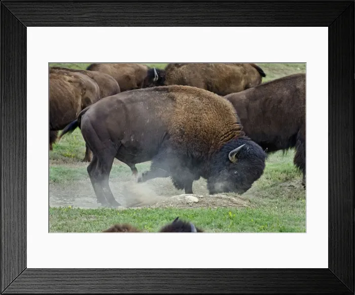 Framed Print : American Bison - bull urinating and wallowing during summer mating season - Theodore Roosevlet National Park - North Dakota - USA (when bulls are wallowing during the summer rut they will often urinate in the wallow as opposed to when they are using) Framed Print : American Bison - bull urinating and wallowing during summer mating season - Theodore Roosevlet National Park - North Dakota - USA (when bulls are wallowing during the summer rut they will often urinate in the wallow as opposed to when they are using)