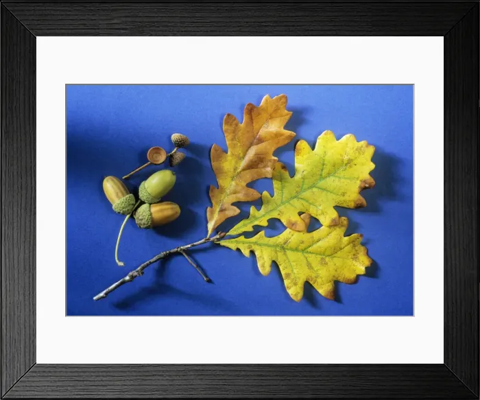 Framed Print : Oak Tree - autumn leaves and acorns, Lower Saxony, Germany Framed Print : Oak Tree - autumn leaves and acorns, Lower Saxony, Germany