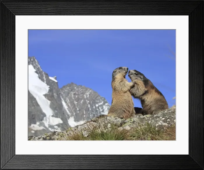 Framed Print : Alpine Marmot - pair fighting - Europe Framed Print : Alpine Marmot - pair fighting - Europe