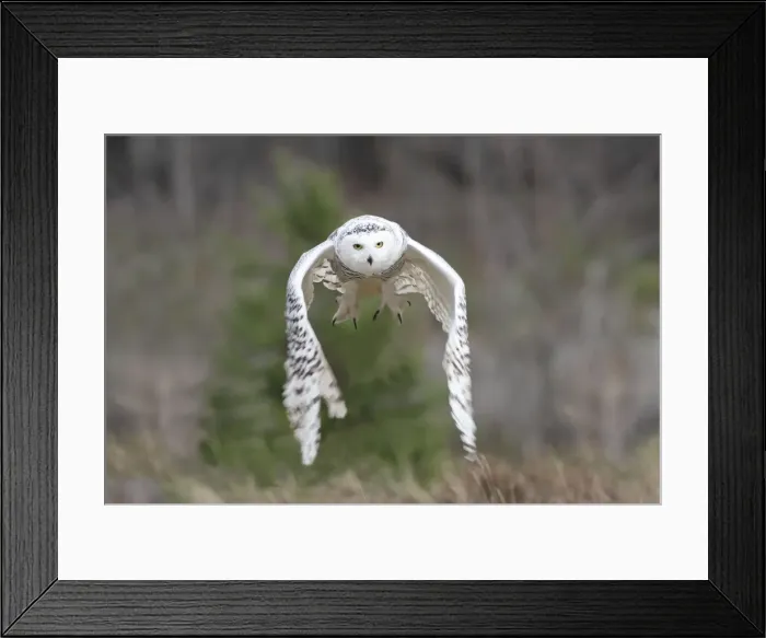 Framed Print : Snowy Owl - in flight Framed Print : Snowy Owl - in flight