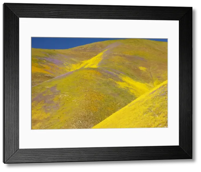 Framed Print : Spectacular masses of spring wildflowers, mainly Hillside Daisy and Phacelia, covering the slopes of The Temblor Range, Carrizo Plain, California Framed Print : Spectacular masses of spring wildflowers, mainly Hillside Daisy and Phacelia, covering the slopes of The Temblor Range, Carrizo Plain, California
