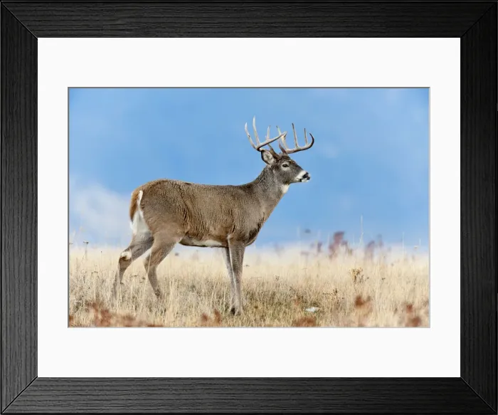 Framed Print : White-tailed Deer - buck - Autumn - Montana - USA _E1A1755 Framed Print : White-tailed Deer - buck - Autumn - Montana - USA _E1A1755