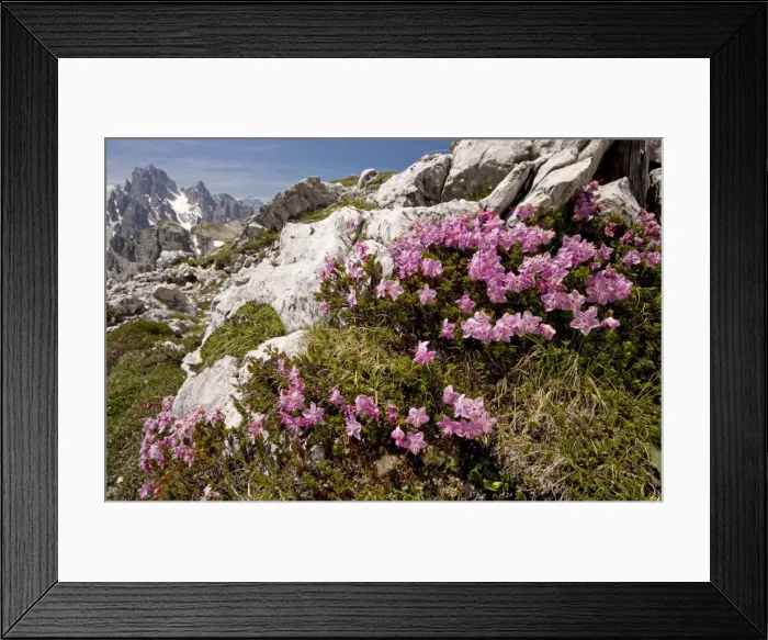 Framed Print : Dwarf Alpenrose - on the Tre Cime de Lavaredo, Dolomites, Italy Framed Print : Dwarf Alpenrose - on the Tre Cime de Lavaredo, Dolomites, Italy