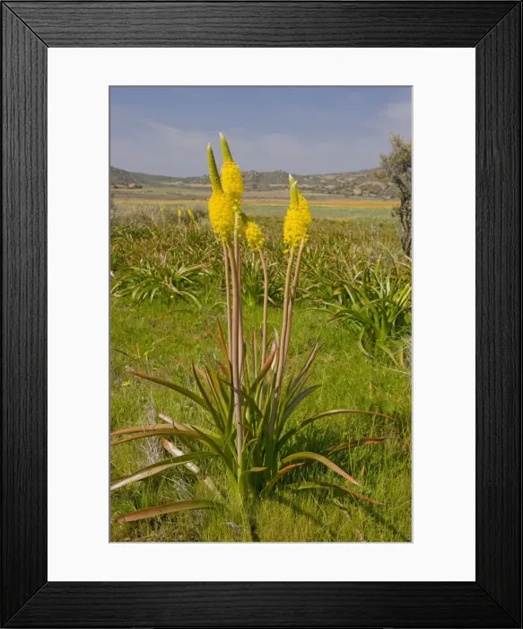 Framed Print : Bulbinella latifolia - in the Kamiesberg mountains, Namaqualand, South Africa Framed Print : Bulbinella latifolia - in the Kamiesberg mountains, Namaqualand, South Africa