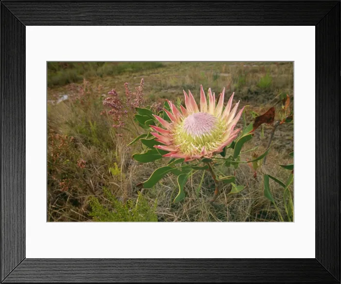 Framed Print : King Protea VAN 173 Zuurberg Mountains, Addo Elephant National Park, South Africa. Protea cynaroides © Ingrid van den Berg / ardea. com Framed Print : King Protea VAN 173 Zuurberg Mountains, Addo Elephant National Park, South Africa. Protea cynaroides © Ingrid van den Berg / ardea. com