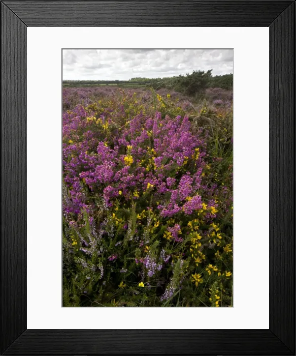 Framed Print : Heathland with Bell Heather - Ling and Dwarf Gorse on Slepe Heath - Purbeck - Dorset Framed Print : Heathland with Bell Heather - Ling and Dwarf Gorse on Slepe Heath - Purbeck - Dorset