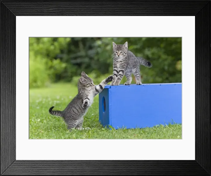 Framed Print : Cat - two kittens playing in garden - Lower Saxony - Germany Framed Print : Cat - two kittens playing in garden - Lower Saxony - Germany