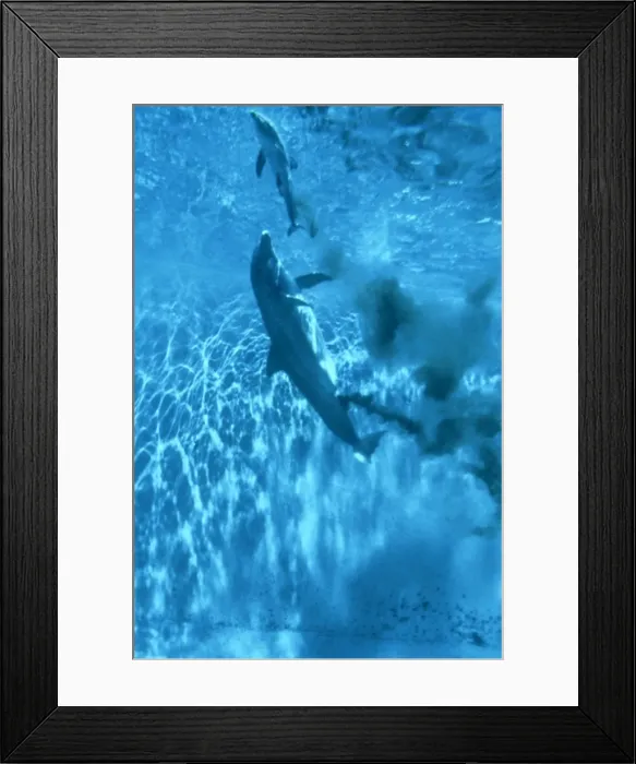 Framed Print : Bottlenose Dolphin STA 2 C Giving birth in pool Tursiops truncatus © Augusto Leandro Stanzani / ardea. com Framed Print : Bottlenose Dolphin STA 2 C Giving birth in pool Tursiops truncatus © Augusto Leandro Stanzani / ardea. com