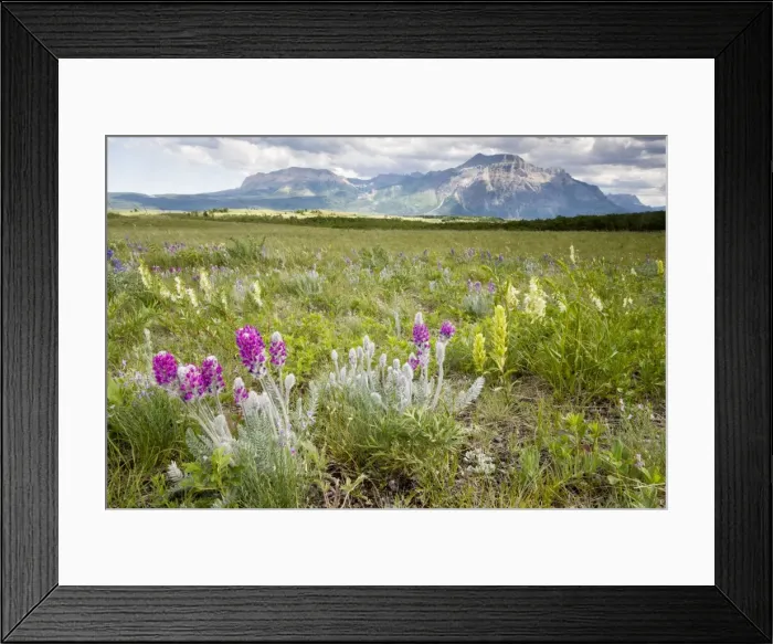 Framed Print : Flowery prairie grassland, with Showy Locoweed, yellow Paintbrush etc, Waterton Lakes National Park, Canada Framed Print : Flowery prairie grassland, with Showy Locoweed, yellow Paintbrush etc, Waterton Lakes National Park, Canada