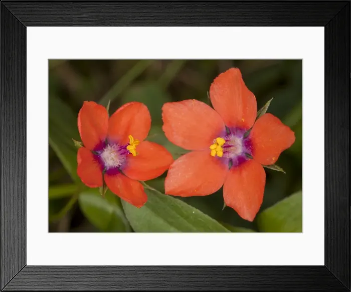 Framed Print : Scarlet Pimpernel - flowers; used as weather forecaster. Dorset Framed Print : Scarlet Pimpernel - flowers; used as weather forecaster. Dorset