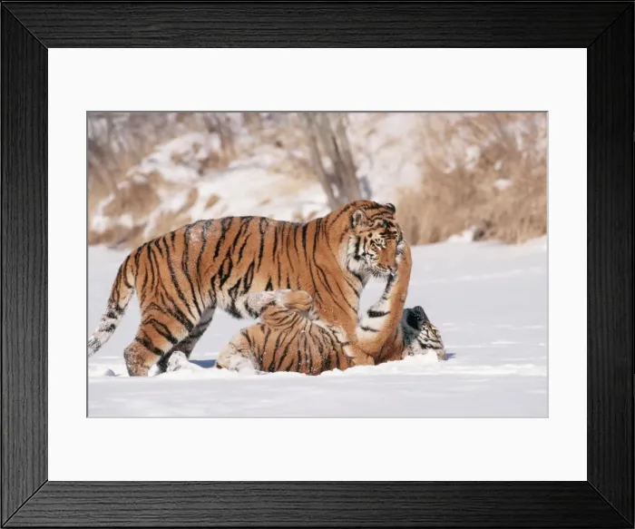 Framed Print : Siberian Tigers TOM 443 Endangered species, play fighting. Panthera tigris © Tom & Pat Leeson / ardea. com Framed Print : Siberian Tigers TOM 443 Endangered species, play fighting. Panthera tigris © Tom & Pat Leeson / ardea. com
