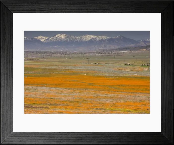 Framed Print : Masses of Californian Poppies in the Antelope Valley, with the San Gabriel Mountains beyond; south California Framed Print : Masses of Californian Poppies in the Antelope Valley, with the San Gabriel Mountains beyond; south California