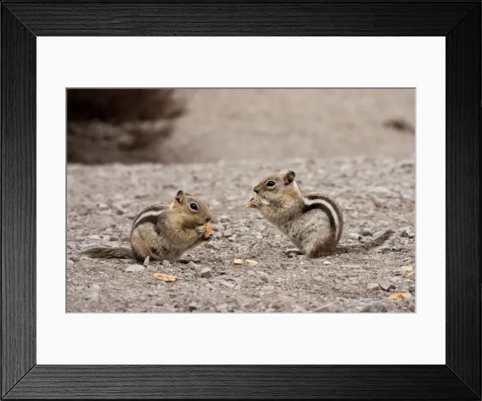 Framed Print : Golden-mantled Ground Squirrels - feeding on scraps at 7000 ft - Crater Lake National Park - Oregon Framed Print : Golden-mantled Ground Squirrels - feeding on scraps at 7000 ft - Crater Lake National Park - Oregon