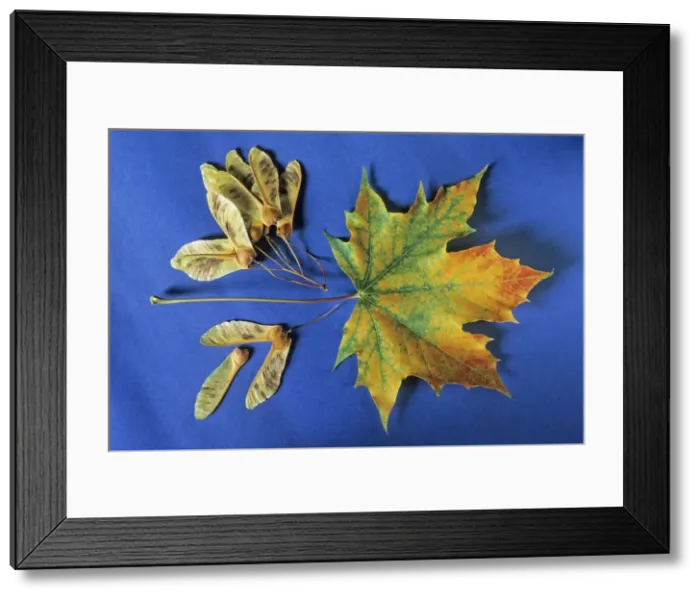 Framed Print : Norway Maple - autumn leaves and winged seeds, Lower Saxony, Germany Framed Print : Norway Maple - autumn leaves and winged seeds, Lower Saxony, Germany