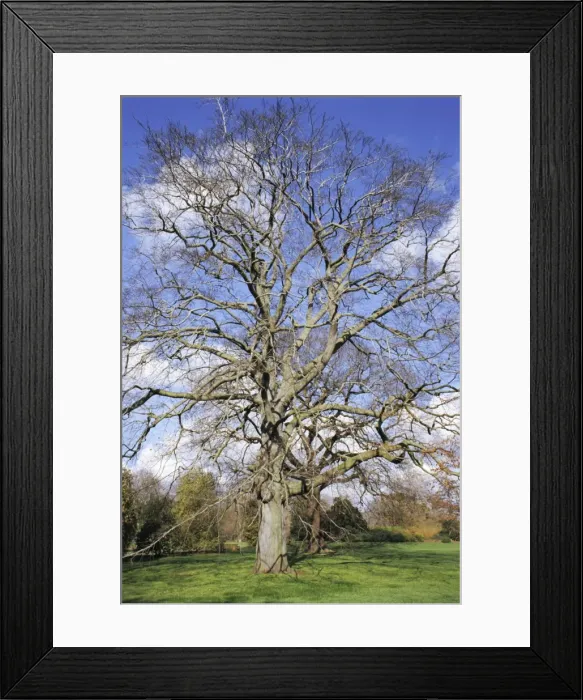 Framed Print : Beech Tree