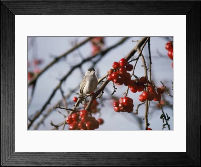 Framed Print : Blackcap - male in winter Framed Print : Blackcap - male in winter