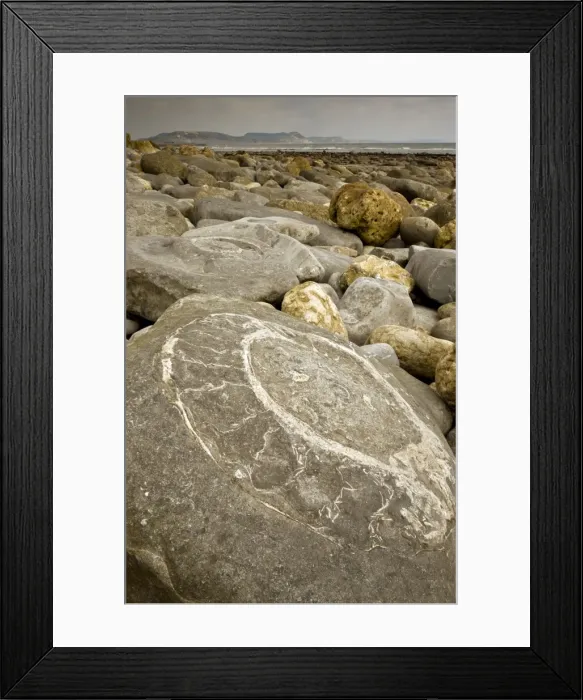 Framed Print : Large fossil ammonites - on the beach near Lyme Regis - World Heritage Jurassic Coast - Dorset - UK Framed Print : Large fossil ammonites - on the beach near Lyme Regis - World Heritage Jurassic Coast - Dorset - UK