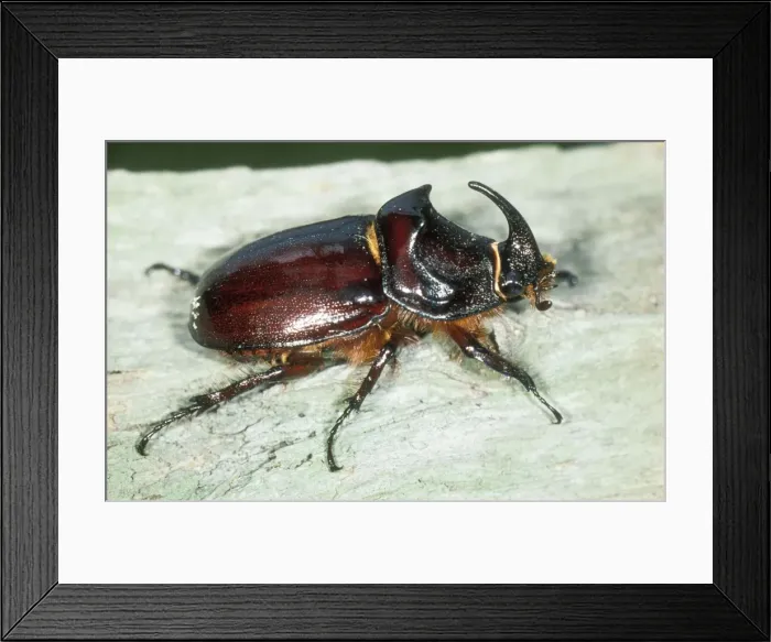Framed Print : Rhinoceros Beetle USH 321 Oryctes nasicornis © Duncan Usher  /  ardea. com