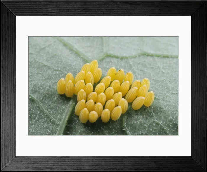 Framed Print : Eggs of Large White Butterfly - UK Framed Print : Eggs of Large White Butterfly - UK