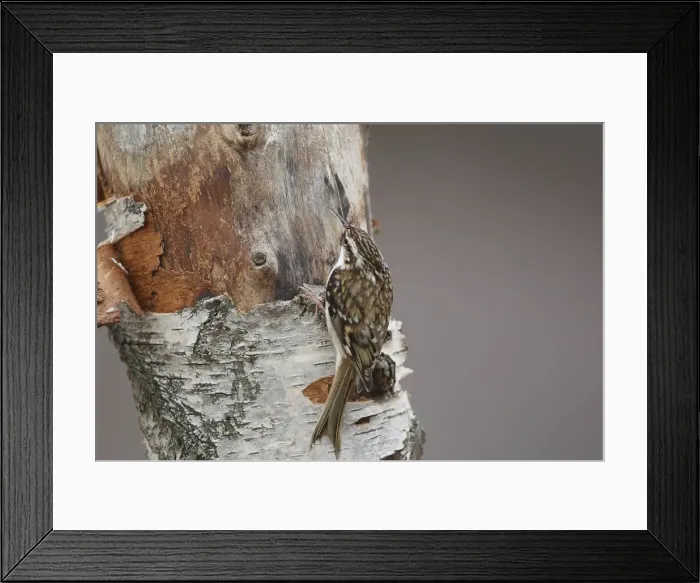 Framed Print : Short-toed Treecreeper. Scottish Moor - Aviemore - Scotland Framed Print : Short-toed Treecreeper. Scottish Moor - Aviemore - Scotland