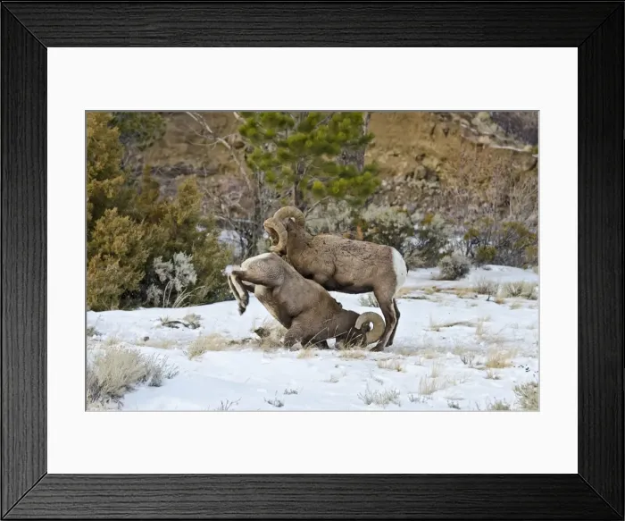 Framed Print : Rocky Mountain Bighorn Sheep - rams fighting / head butting during fall rut - in Autumn snow - Rocky Mountains - Wyoming - USA _E7C2776 Framed Print : Rocky Mountain Bighorn Sheep - rams fighting / head butting during fall rut - in Autumn snow - Rocky Mountains - Wyoming - USA _E7C2776