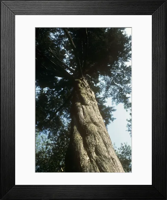 Framed Print : Montery Cypress Tree Framed Print : Montery Cypress Tree