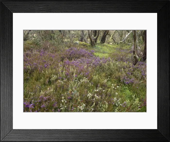 Framed Print : spring wildflowers - flower mix of blooming Alpine Hovea and Bogong Daisy Bush around a Snow Gum - Bogong Highplains, Alpine National Park, Victoria Australia Framed Print : spring wildflowers - flower mix of blooming Alpine Hovea and Bogong Daisy Bush around a Snow Gum - Bogong Highplains, Alpine National Park, Victoria Australia