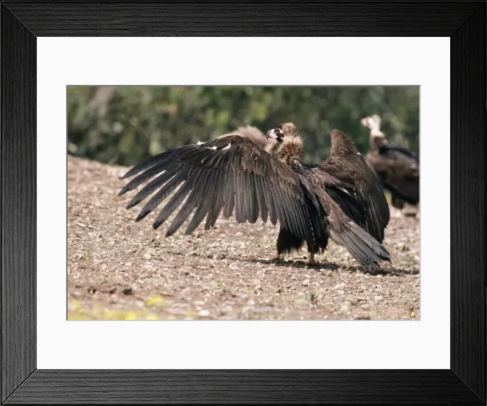 Framed Print : Black Vulture RTS 1799 Aegypius monachus © Robert T. Smith / ardea. com Framed Print : Black Vulture RTS 1799 Aegypius monachus © Robert T. Smith / ardea. com