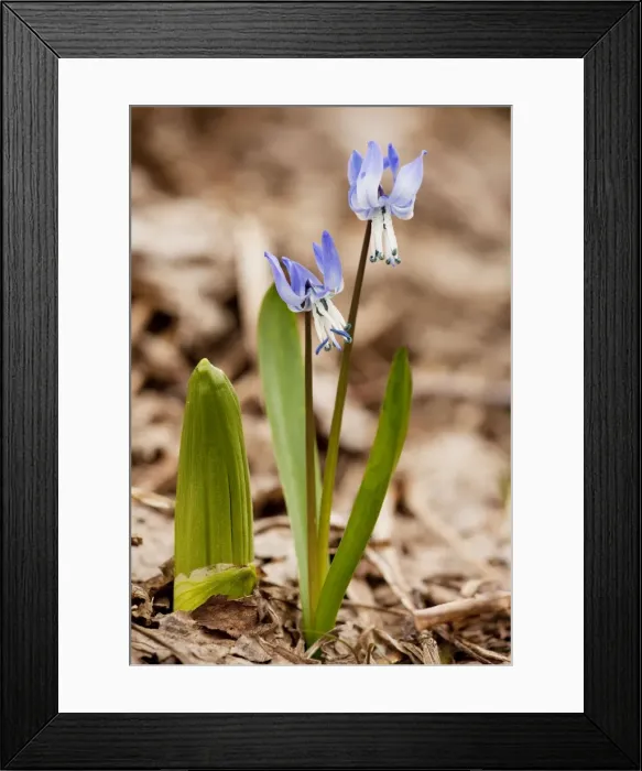 Framed Print : Rosen's Squill - high in the Lesser Caucasus, Georgia Framed Print : Rosen's Squill - high in the Lesser Caucasus, Georgia