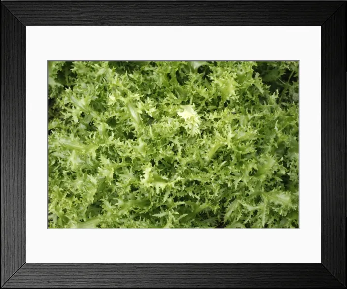 Framed Print : Salad leaves - from garden. Somme - France Framed Print : Salad leaves - from garden. Somme - France