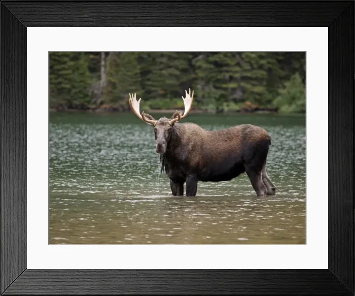 Framed Print : Moose - male in water - Waterton Lakes National Park - Canada Framed Print : Moose - male in water - Waterton Lakes National Park - Canada