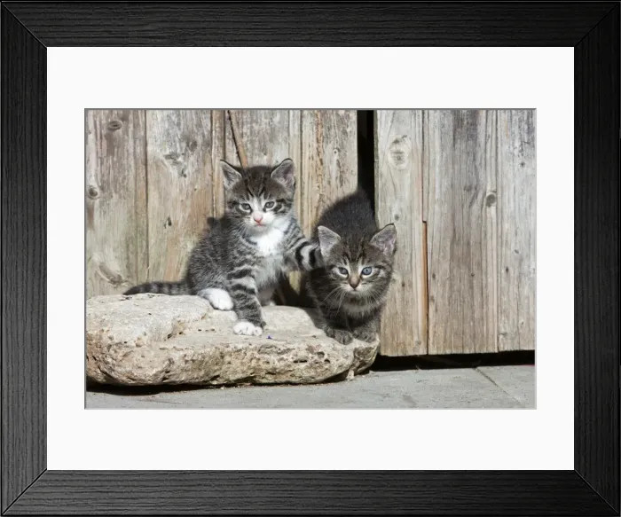 Framed Print : Cat - two kittens playing in front of garden shed - Lower Saxony - Germany Framed Print : Cat - two kittens playing in front of garden shed - Lower Saxony - Germany