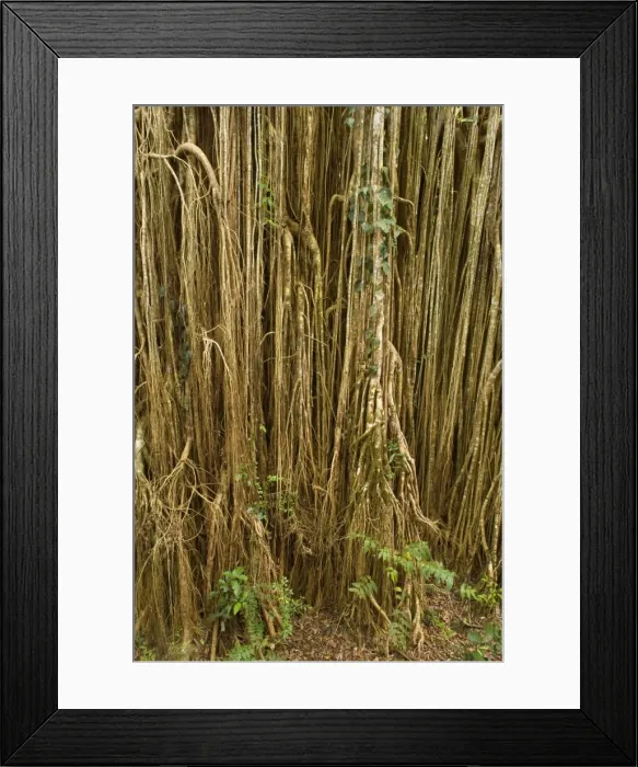 Framed Print : Root curtain - after the host tree fell over, a dense curtain of air roots formed at this famous Strangler Fig on the Atherton Tablelands. The roots are now anchored in the earth and work as buttresses - Curtain Fig Tree, Atherton Tablelands Framed Print : Root curtain - after the host tree fell over, a dense curtain of air roots formed at this famous Strangler Fig on the Atherton Tablelands. The roots are now anchored in the earth and work as buttresses - Curtain Fig Tree, Atherton Tablelands