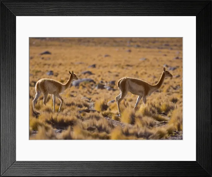 Framed Print : Vicuna / Vicugna - adult and young one strolling through grassy desert - Atacama Desert near El Tatio Geysers - Chile - South America Framed Print : Vicuna / Vicugna - adult and young one strolling through grassy desert - Atacama Desert near El Tatio Geysers - Chile - South America