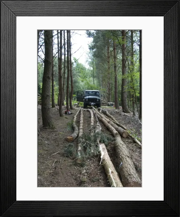 Framed Print : Forestry - Scots and Corsican Pine Trees - felled trunks being moved by winch attached to Land Rover Framed Print : Forestry - Scots and Corsican Pine Trees - felled trunks being moved by winch attached to Land Rover