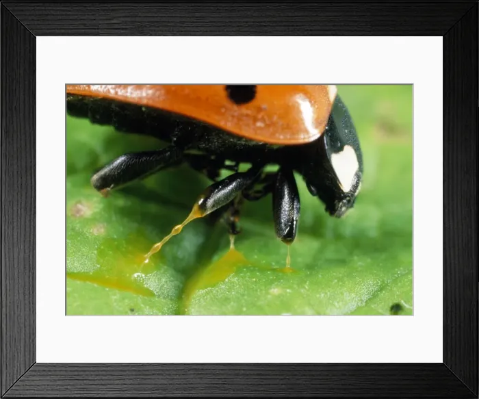 Framed Print : 7-spot Ladybird - autobleeding - UK also know as Coccinella septempunctata Framed Print : 7-spot Ladybird - autobleeding - UK also know as Coccinella septempunctata