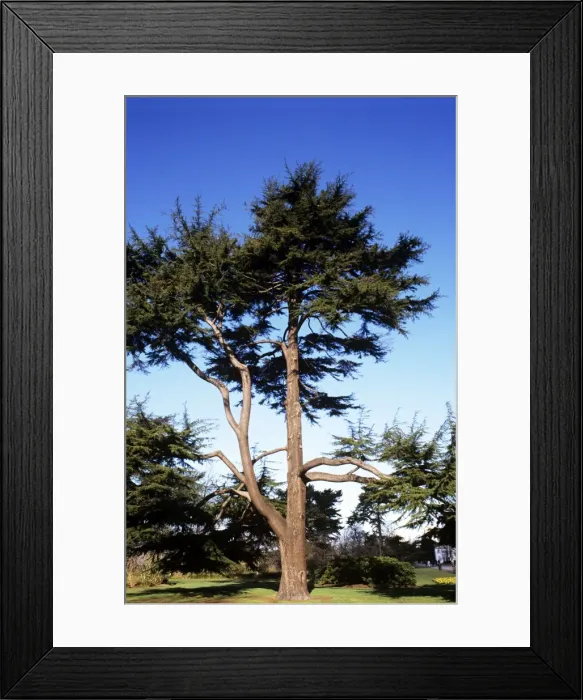 Framed Print : Deodarn Cedar Framed Print : Deodarn Cedar