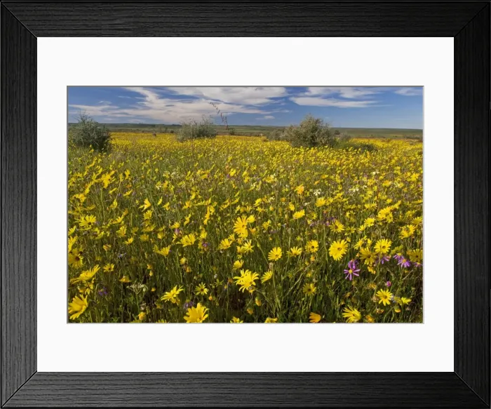 Framed Print : Fields full of flowers - Matjesfontein Farm nature reserve, Nieuwoudtville, Bokveldsberg plateau; Cape Province South Africa Framed Print : Fields full of flowers - Matjesfontein Farm nature reserve, Nieuwoudtville, Bokveldsberg plateau; Cape Province South Africa