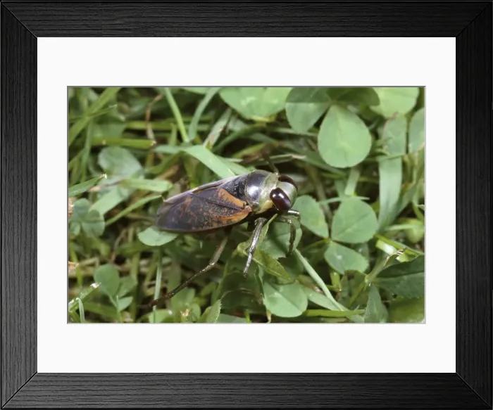 Framed Print : Water Boatman - migrating over land - UK Framed Print : Water Boatman - migrating over land - UK