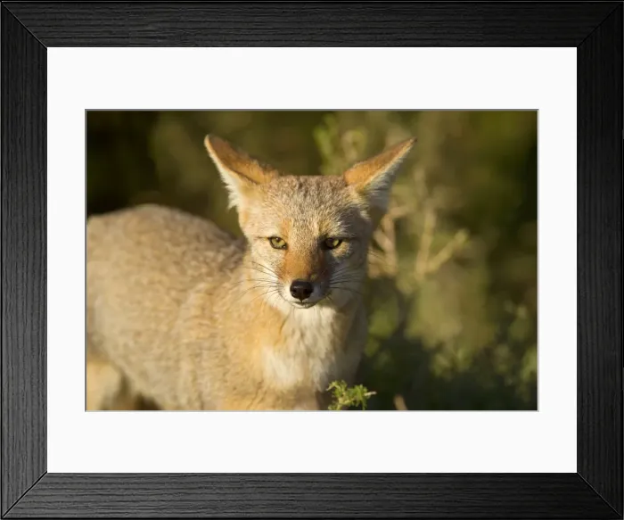 Framed Print : Patagonian Fox / Argentine Gray Fox / Argentine Grey Fox / South American Gray Fox / South American Grey Fox / Chilla - portrait of a young fox - Reserva Faunistica Peninsula Valdes - UNESCO World Heritage Site - Atlantic Coast - Patagonia Framed Print : Patagonian Fox / Argentine Gray Fox / Argentine Grey Fox / South American Gray Fox / South American Grey Fox / Chilla - portrait of a young fox - Reserva Faunistica Peninsula Valdes - UNESCO World Heritage Site - Atlantic Coast - Patagonia