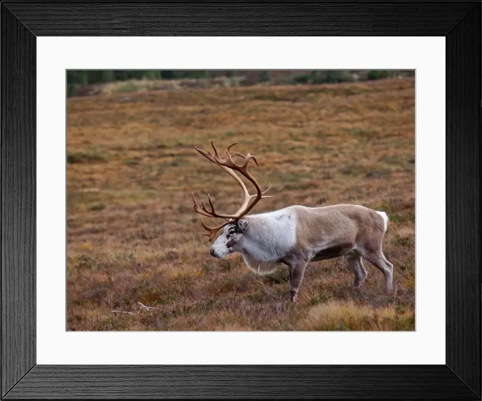 Framed Print : Reindeer - Cairngorm National Park - Scotland Framed Print : Reindeer - Cairngorm National Park - Scotland