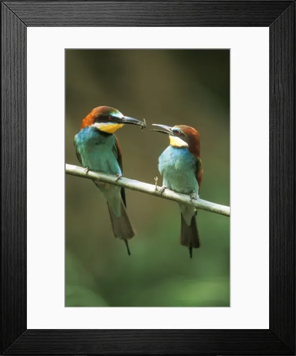 Framed Print : European Bee-eater USH 443 Male offering female a bee, precopulation courtship display. Merops apiaster © Duncan Usher / ardea. com Framed Print : European Bee-eater USH 443 Male offering female a bee, precopulation courtship display. Merops apiaster © Duncan Usher / ardea. com