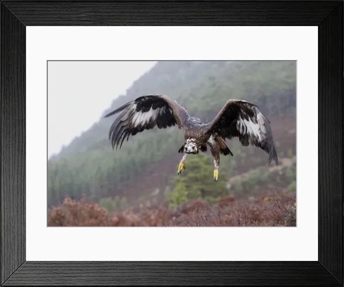 Framed Print : Golden Eagle - in flight. Scottish Moor - Aviemore - Scotland Framed Print : Golden Eagle - in flight. Scottish Moor - Aviemore - Scotland