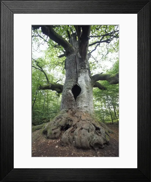 Framed Print : Oak Tree - ancient tree in summer, Sababurg Ancient Forest NP, North Hessen, Germany Framed Print : Oak Tree - ancient tree in summer, Sababurg Ancient Forest NP, North Hessen, Germany