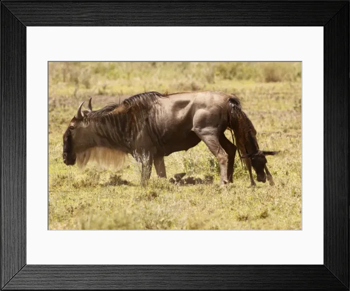 Framed Print : Eastern White-bearded Wildebeest calving - Ngororongoro Crater Reserve - Serengeti - Tanzania Framed Print : Eastern White-bearded Wildebeest calving - Ngororongoro Crater Reserve - Serengeti - Tanzania