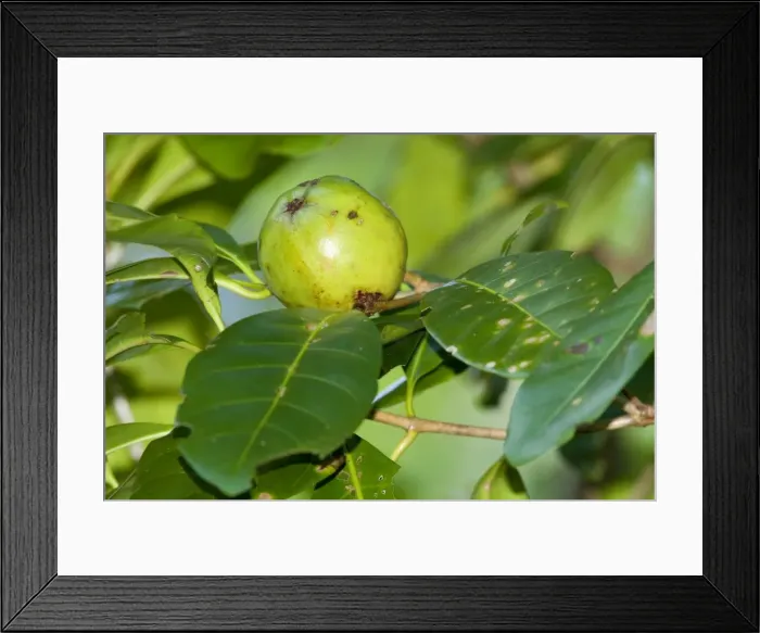 Framed Print : Brown Gardenia - immature fruit growing on the tree in lush tropical rainforest. This fruit is a prime foodsource for the threatened Southern Cassowary - Tam O'Shanter National Forest, Wet Tropics World Heritage Area, Queensland, Australia Framed Print : Brown Gardenia - immature fruit growing on the tree in lush tropical rainforest. This fruit is a prime foodsource for the threatened Southern Cassowary - Tam O'Shanter National Forest, Wet Tropics World Heritage Area, Queensland, Australia