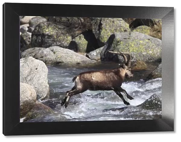 Spanish Ibex - jumping through water - Sierra de Gredos - Spain