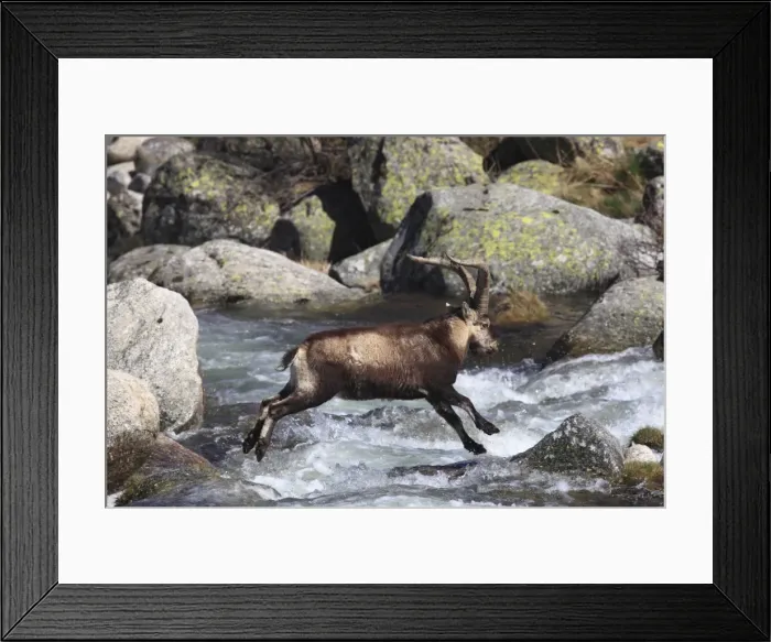Framed Print : Spanish Ibex - jumping through water - Sierra de Gredos - Spain Framed Print : Spanish Ibex - jumping through water - Sierra de Gredos - Spain