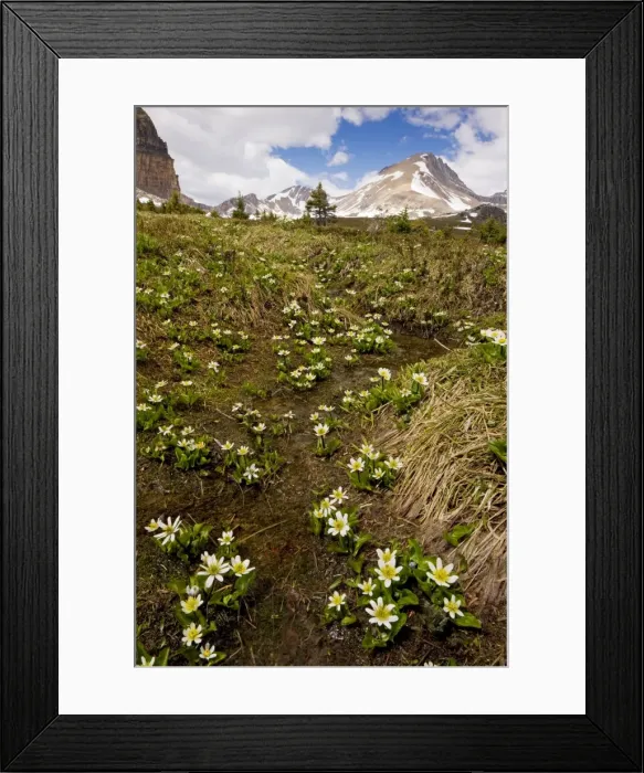 Framed Print : Mountain Marsh-Marigold / Elkslip - at Helen Lake, Banff National Park, Rockies, Canada Framed Print : Mountain Marsh-Marigold / Elkslip - at Helen Lake, Banff National Park, Rockies, Canada
