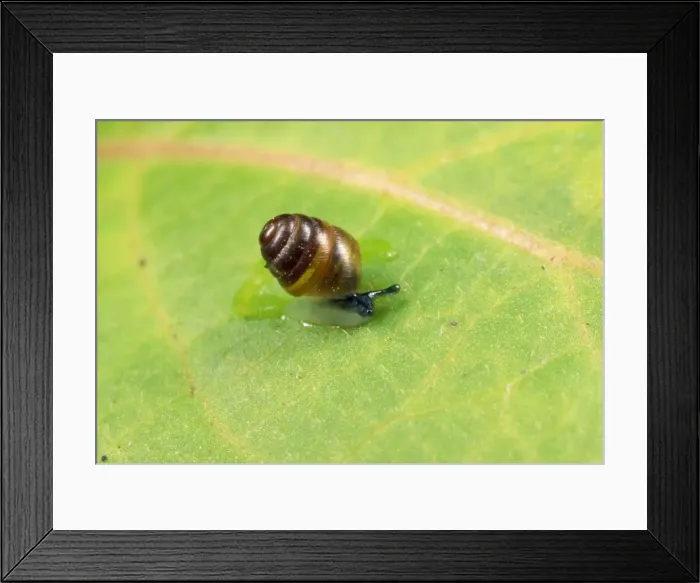 Framed Print : Common Pygmy Snail - 2mm in length - UK Framed Print : Common Pygmy Snail - 2mm in length - UK